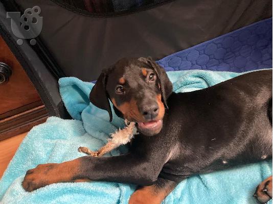 Sweet Dachshund Puppies